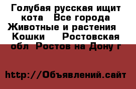 Голубая русская ищит кота - Все города Животные и растения » Кошки   . Ростовская обл.,Ростов-на-Дону г.